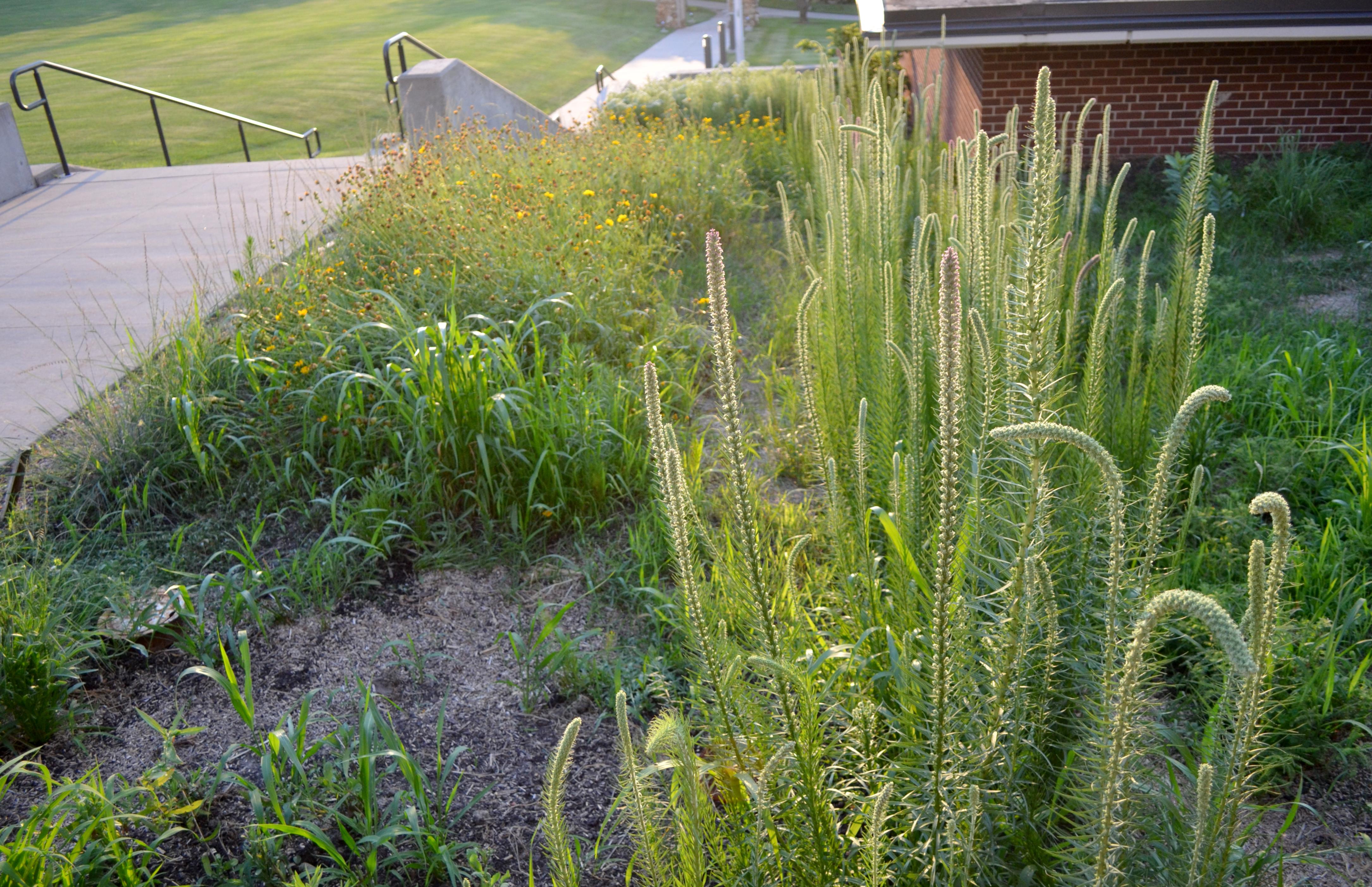 Campus Pollinator Garden 