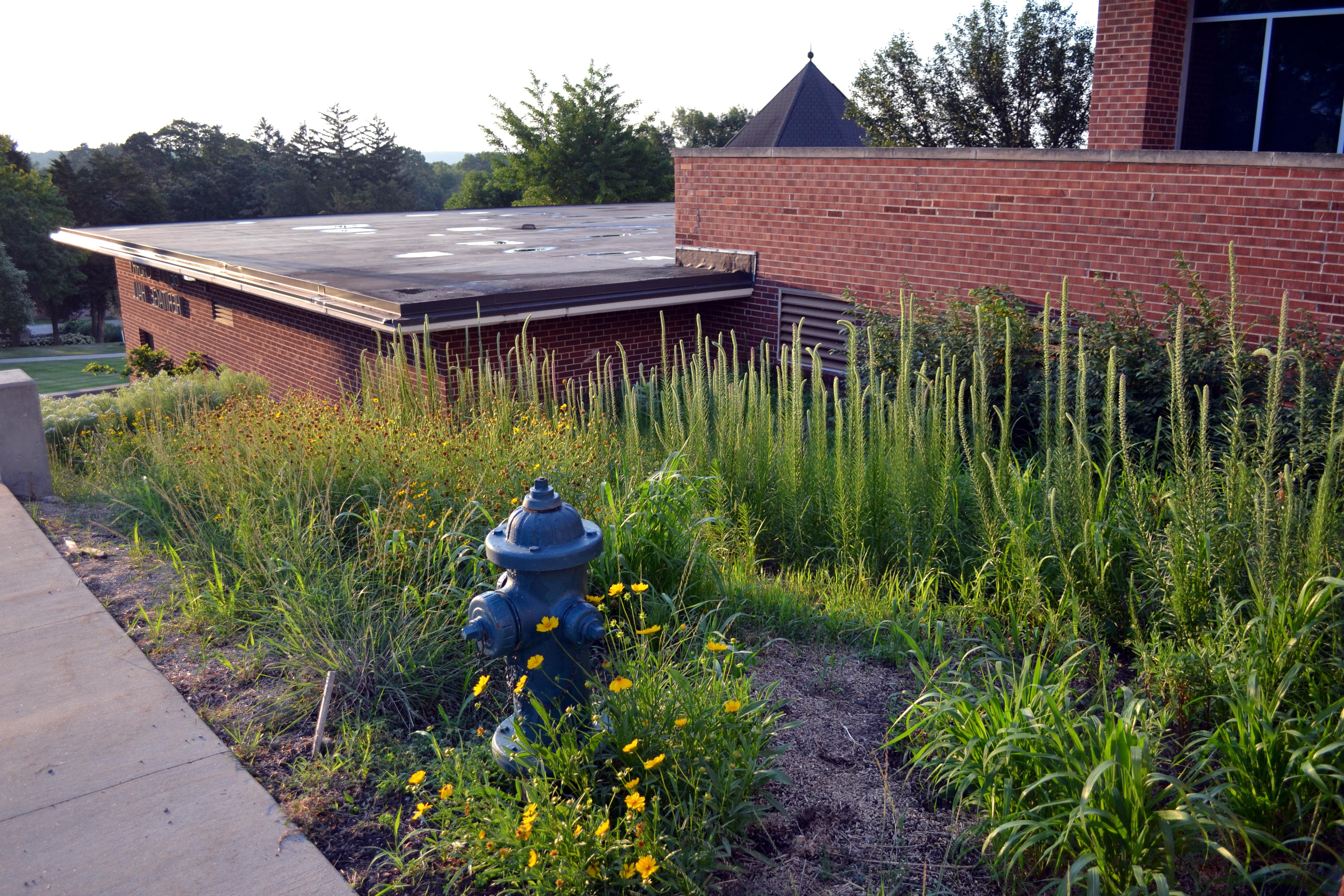 Pollinator Garden